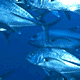 {short description of image}