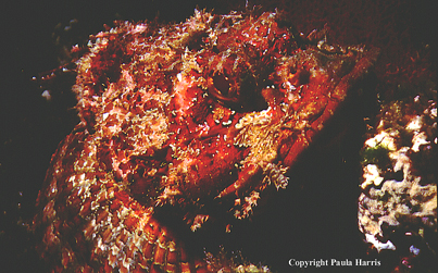 {short description of image}